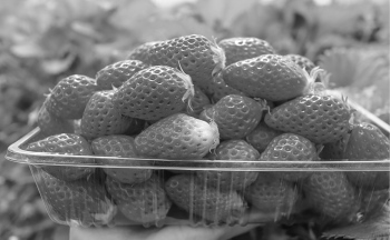 Souvenir Strawberry Pack Project