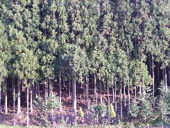 手入れされた人工林