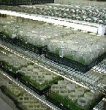 画像：培養ビン