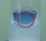 画像：生長点（培地）