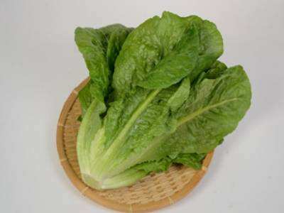 ロメインレタス