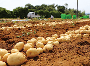 ブランド化された三方原ばれいしょ