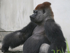 浜松市動物園で飼育されているニシローランドゴリラの「ショウ」