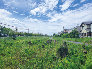 枯れ松を伐倒した三方原防風林