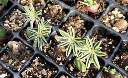 季節の花あふれる庭