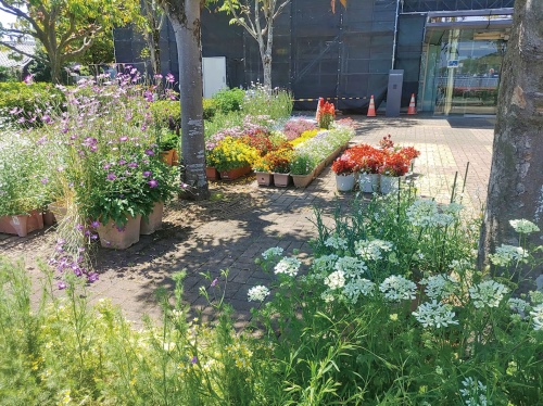 庄内協働センターを彩る草花