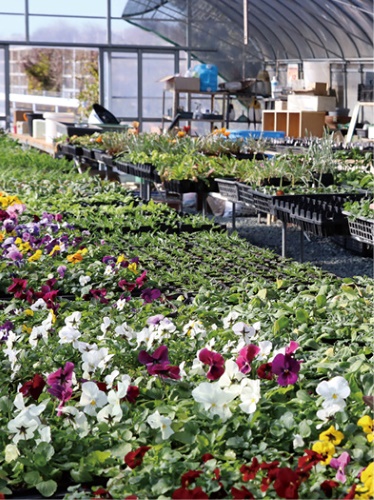 バックヤードのハウス