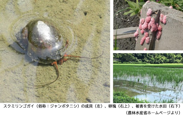 スクミリンゴガイ（俗称：ジャンボタニシ）の成貝（左）、卵塊（右上）、被害を受けた水田（右下）