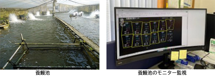 養鰻池　養鰻池のモニター監視