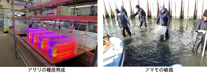 アサリの種苗育成　アマモの植栽