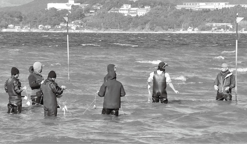 アサリなどの育成・保護につながるアマモの植栽