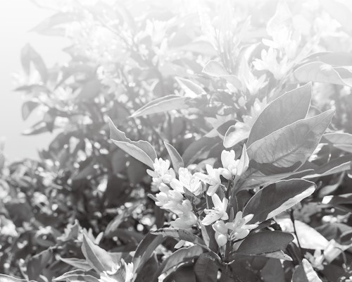 市の花「ミカン」