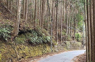 停電の未然防止のため予防伐採を行う予定の立木（天竜区・熊）