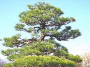 市の木「マツ」