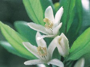 市の花「ミカン」