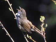 市の鳥「ウグイス」