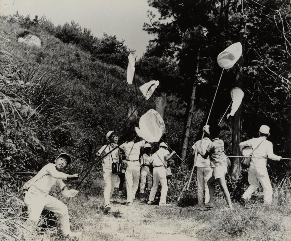 市政ニュース昆虫採集に夢中の中学生（昭和36年（1961）8月6日）浜松市立中央図書館