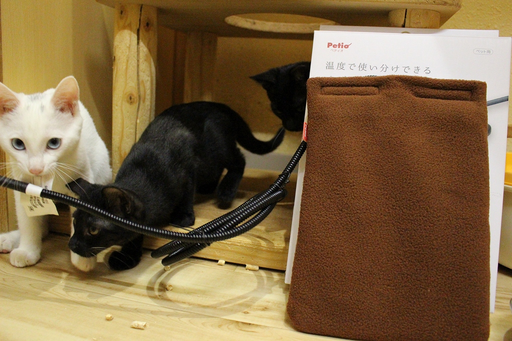 ペットヒーター御礼