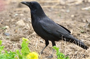 ハシボソガラス