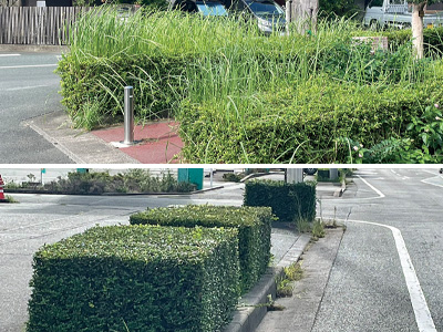 雑草が繁茂する植栽（上）と剪定された植栽（下）