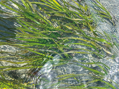 弁天島（中央区舞阪町）の沿岸で5年ぶりに育ったアマモ