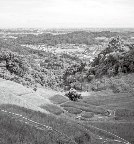 白橿（しらかし）の棚田