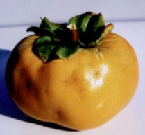 カメムシによる農業被害（陥没した柿）出典：静岡県病害虫防除所