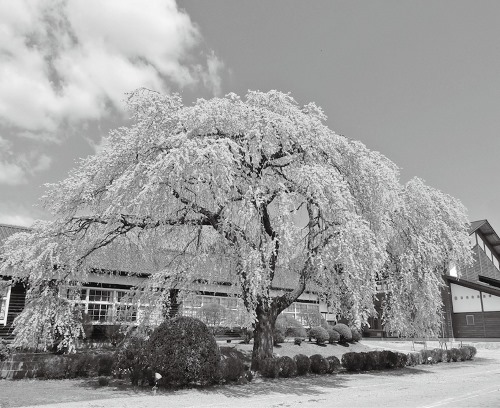 樹齢80年のしだれ桜