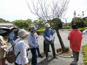 玄関先にも野草がありました