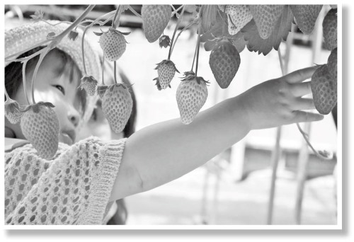 はままつフルーツパーク時之栖いちご狩り体験（浜名区都田町）