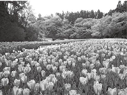 桜とチューリップ