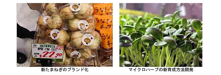 新たまねぎのブランド化　マイクロハーブの新育成方法開発