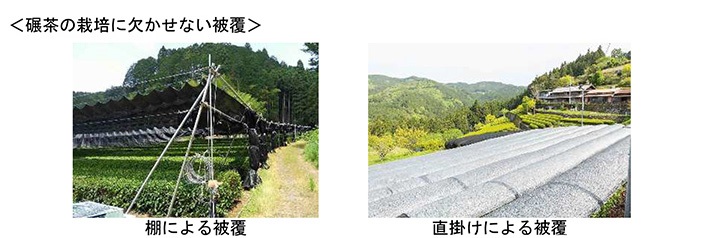 碾茶の栽培に欠かせない被覆　棚による被覆、直掛けによる被覆