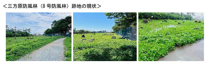 三方原防風林(8号防風林)跡地の現状