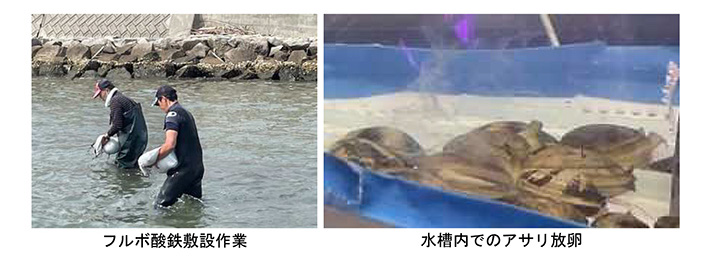 フルボ酸鉄敷設作業 水槽内でのアサリ放卵