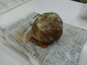 生のこんにゃく芋