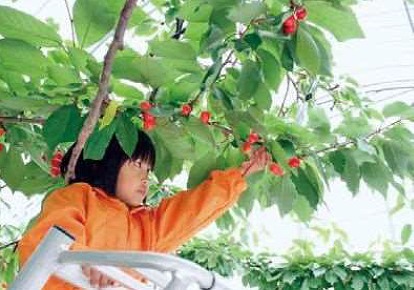 フルーツパーク