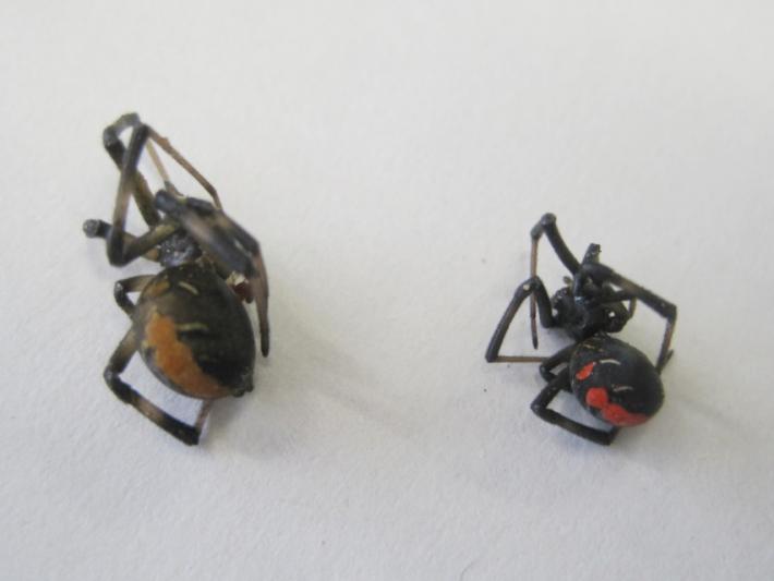 セアカゴケグモ(背面)