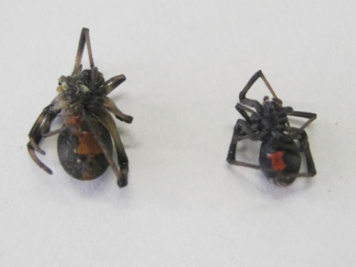 セアカゴケグモ(腹面)