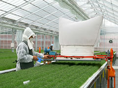 画像：障がい者作業風景