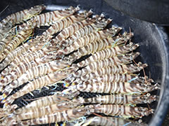 画像：クルマエビ