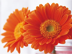 画像：ガーベラ