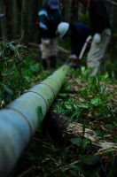 やぶから切り出された竹