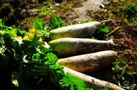 農業で作られた大根