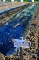 竹の堆肥化を待つ畑