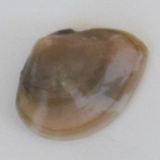 イカリ瀬の生物14