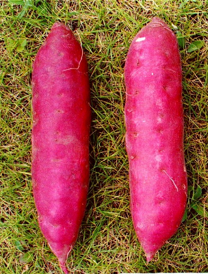 さつまいも2
