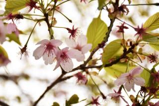 さくらの里まつり（桜）