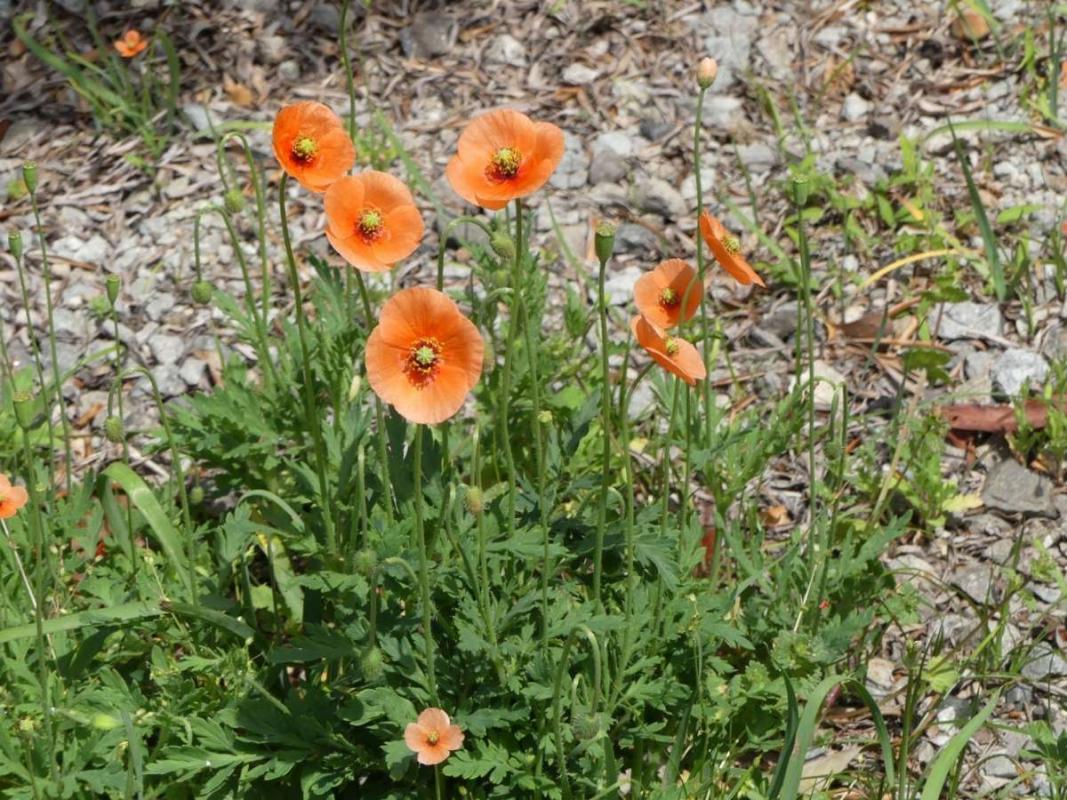 ナガミヒナゲシ