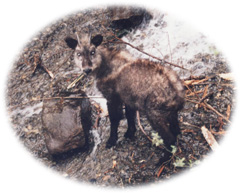 画像：国特別天然記念物 カモシカ